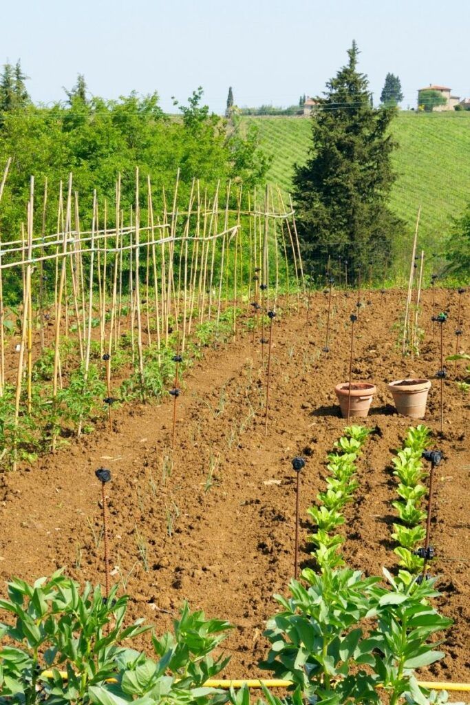 why you should plant a vegetable garden